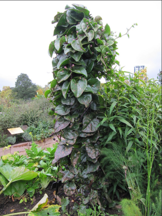 Malabar Spinach :  6 benefits for good health