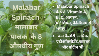 Malabar Spinach, मालाबार पालक