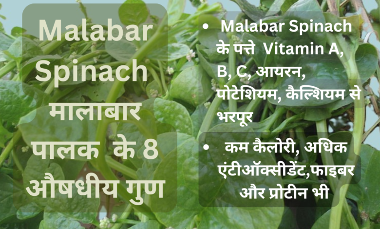 Malabar Spinach, मालाबार पालक