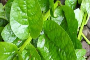 Malabar Spinach, मालाबार पालक