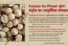 Paneer Ke Phool का पौधा और सूखे फूल, मधुमेह नियंत्रण के लिए आयुर्वेदिक उपाय।